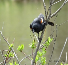 LINDA COTE-Blackbird photo
